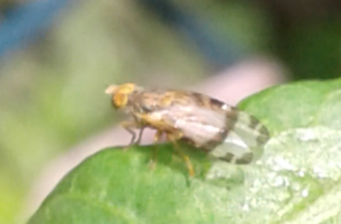 Tephritidae : Sphenella sp.?  cfr. Sphenella sp.